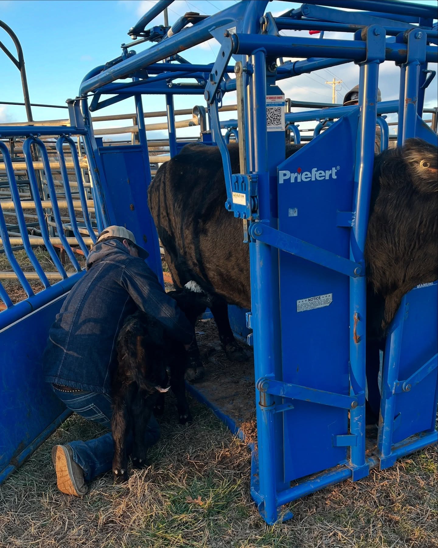 Squeeze Chute Calf.jpg