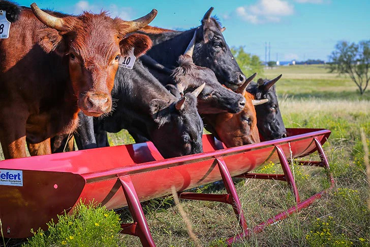 Bunk Feeder WPowder Coated Metal Liner Web.jpg