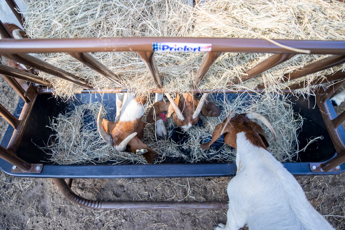 Goat Feeder With Hay Rack Web.jpg