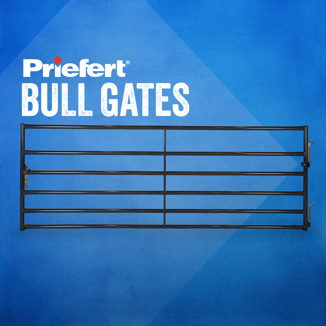 Bull Gates.jpg