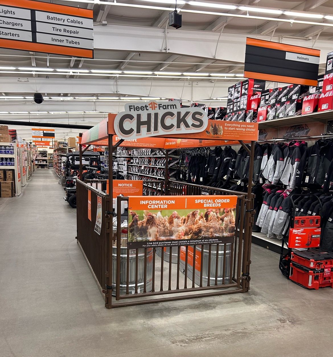 Chick Disply SheepHogGoat Fleet Farm Mar2024 1.jpg