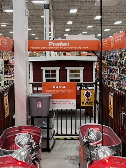 Chick Disply SheepHogGoat Fleet Farm Mar2024 4.jpg